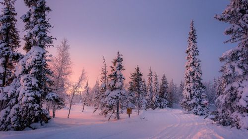 Trees on snow covered land against sky during winter