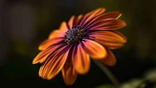 Close-up of orange flower