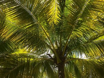 Low angle view of palm tree against sky