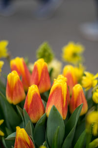 Close-up of yellow flowering plants