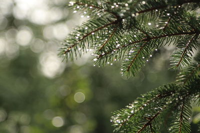 Close-up of tree branch