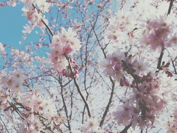 Low angle view of cherry blossoms against sky