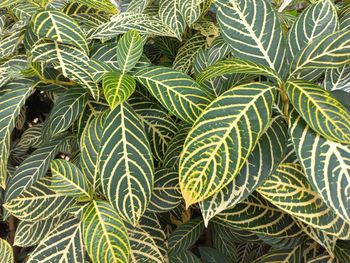 Full frame shot of plants