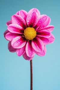 Close-up of pink flower against blue background