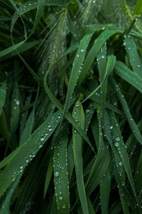 Close-up of water drops on plant