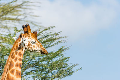 Low angle view of giraffe and tree against sky