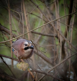 Close-up of bird perching on branch