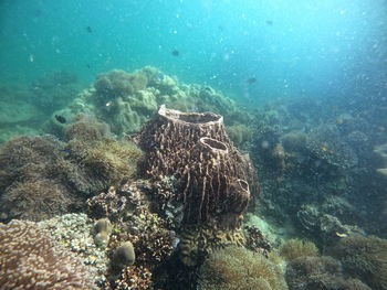 Fish swimming in sea