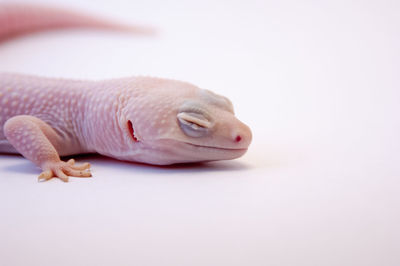 Close-up of lizard against white background