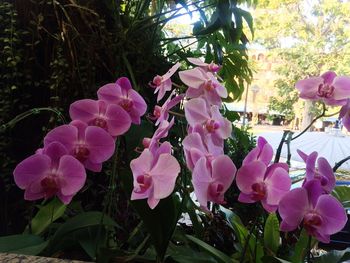 Close-up of pink flowers growing on tree