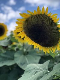 Close-up of sunflower