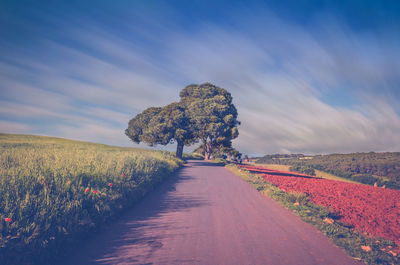 Road amidst plants on field against sky