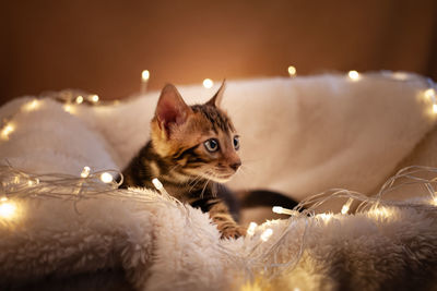 A cute bengal kitten with blue eyes on a beige plaid, against the background of a 