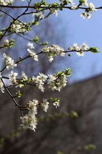 Close-up of white cherry blossom tree