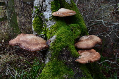 Close-up of mushrooms growing on tree trunk