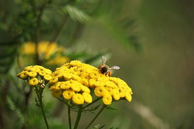 Bee on yellow flower