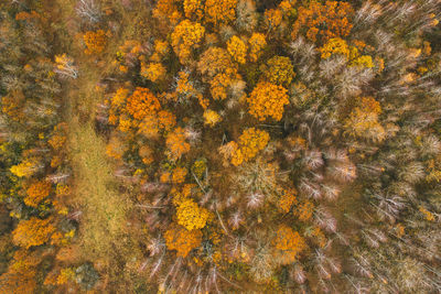 Aerial top down view of autumn forest with green and yellow trees. mixed deciduous  forest.