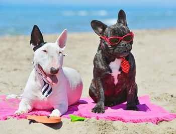 Close-up of dogs wearing sunglasses and necktie sitting at beach