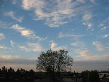 Bare trees at sunset
