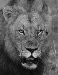 Close-up portrait of a lion in black and white