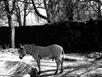Zebra standing in a forest
