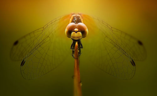 Summer dragonfly