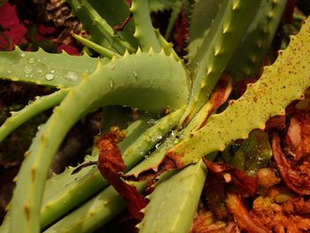 Full frame shot of succulent plant