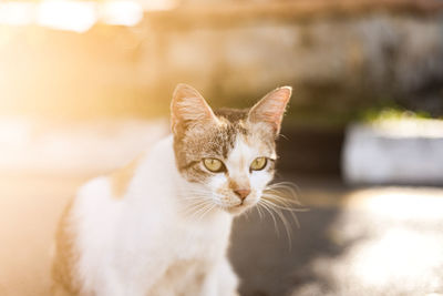 Close-up portrait of a cat