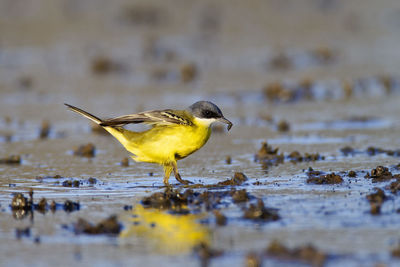 The western yellow wagtail, motacilla flava hunting on marsh