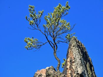 Low angle view of trees against clear blue sky