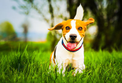 Portrait of dog on field