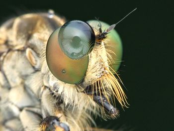Close up of robberfly with dew