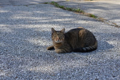 Portrait of tabby cat on road