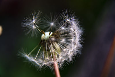 Close-up of dandelion on plant