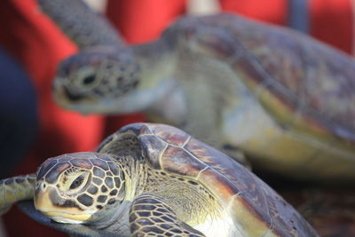 Close-up of tortoise