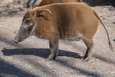 Close-up of pig