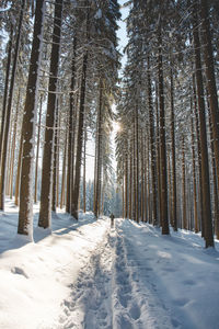 Trees in forest during winter