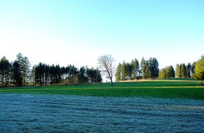 Trees on field against sky