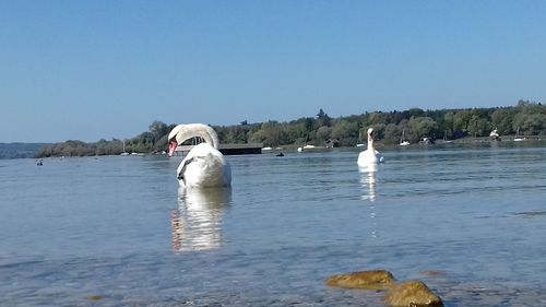 Seagull on a lake