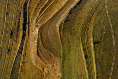 Scenic view of agricultural field