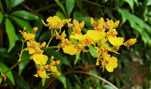 Close-up of yellow flowering plant