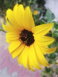 Close-up of yellow flower