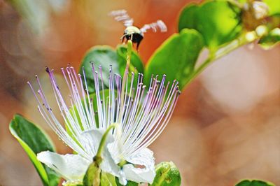 Bumblebee in flight toward a caper flower