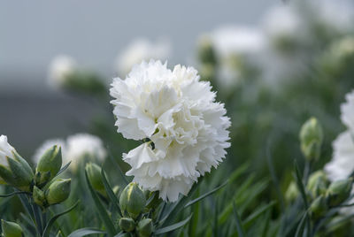 Close-up of white flowering plant