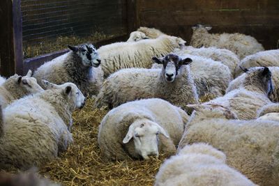 Flock of sheep relaxing in pen