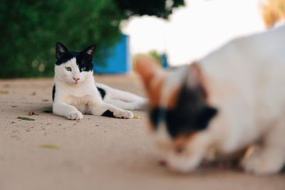 Stray cats on footpath