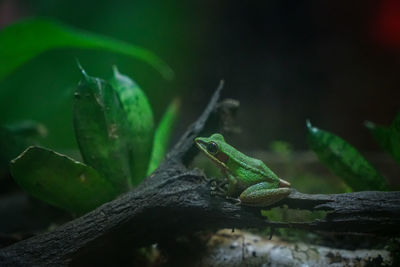 Close-up of lizard on plant