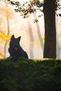 View of a dog on tree trunk