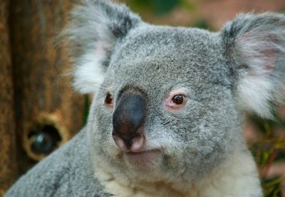 Close-up of koala looking away 