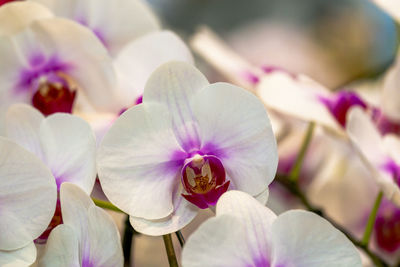 Close-up of pink orchids